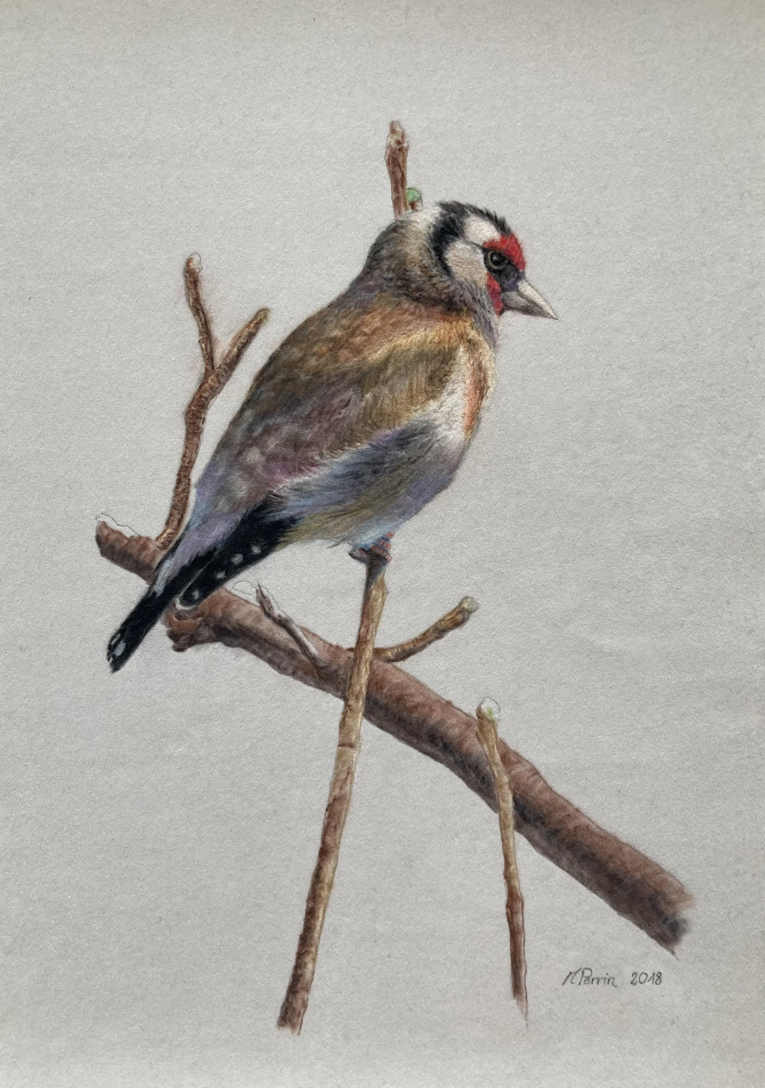 Dessin au crayon représentant un Chardonneret sur une branche avec fond blanc